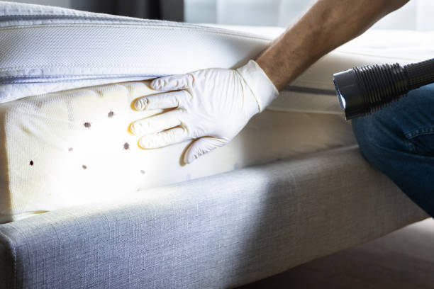 Best Termite Control Services  in Mystic Island, NJ