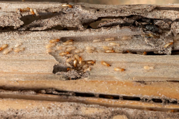 Best Local Pest Control Services  in Mystic Island, NJ