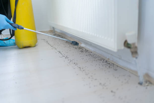 Best Rat Extermination Near Me  in Mystic Island, NJ