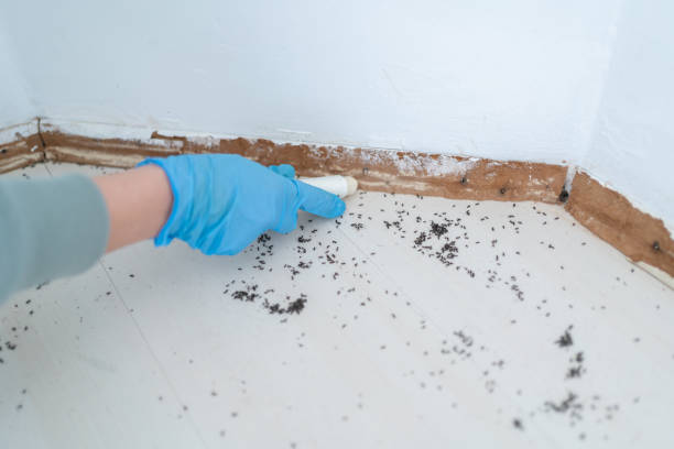 Professional Pest Control in Mystic Island, NJ